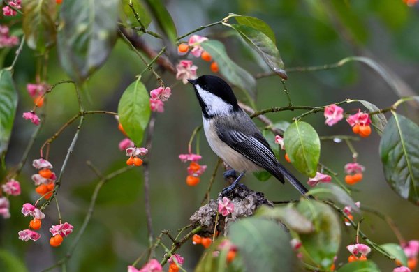 How to Develop a Positive Sleep Environment for a Nocturnal Pet like a Sugar Glider?